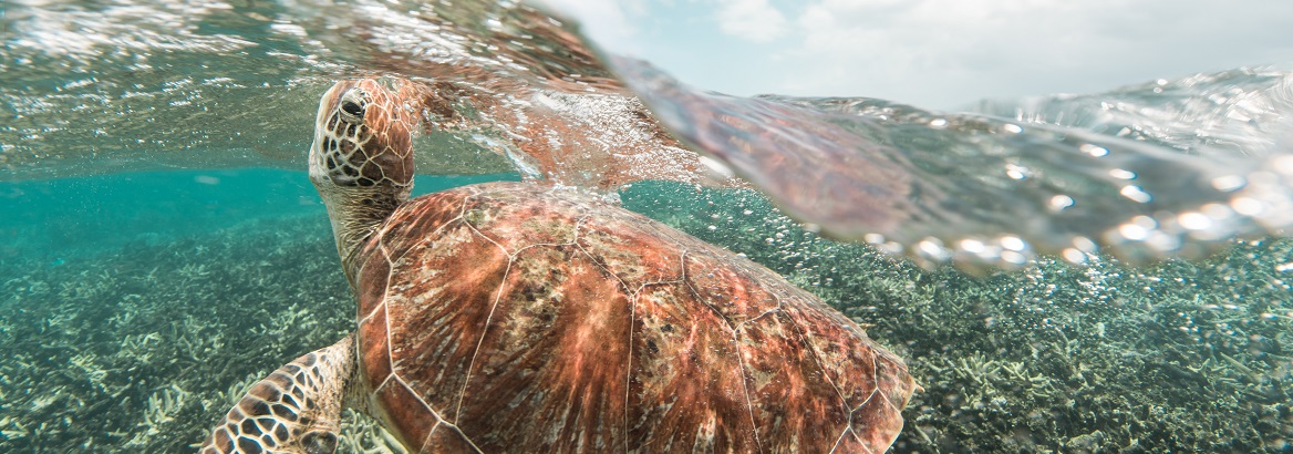 Hand-drawn ink illustration of a sea turtle rendered in loose sepia line work drifting above soft coral shapes in muted turquoise and warm brown washes, calm and naturalistic mood